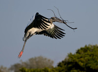 Another Wood Stork with Nesting Material