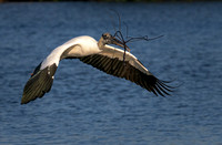 Wood Stork with Nesting Material