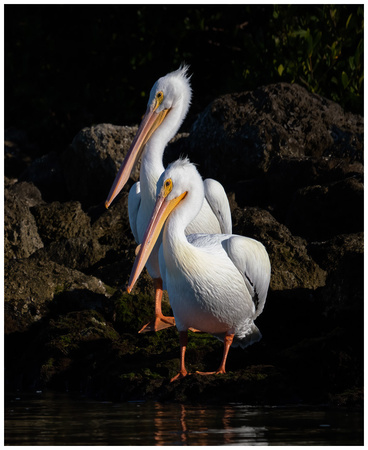 Pair of White Pelicans