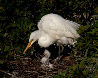 Great Egret with Newborn Chick