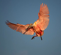 Roseate Spoonbill Fanned Out