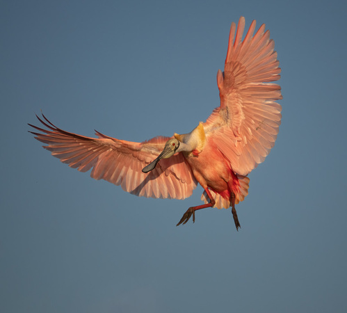 Roseate Spoonbill Fanned Out