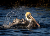 Pelican Taking a Bath