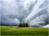 Stand of Cypress Trees