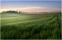 Field and Cypress Trees at Sunrise