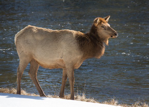 Elk by the river