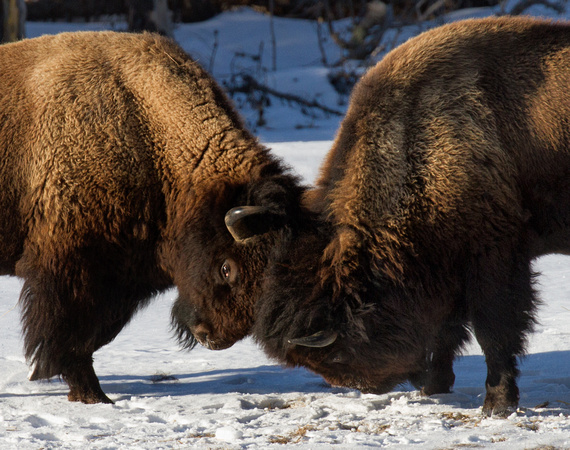 Dueling Bison