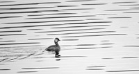 Grebe with water patterns 2