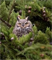 Southern Horned Owl