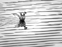 Grebe with water patterns