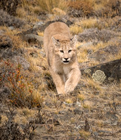 Puma cub on the run
