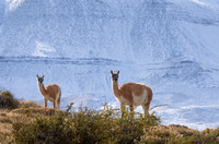 Guanacos against snow covered mountain