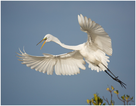 Great Egret Taking off from the Rookery