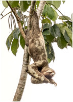 Three-Toed Sloth