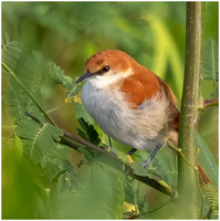 Red and White Spinetail