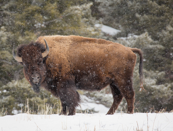 Bison in Snow storm