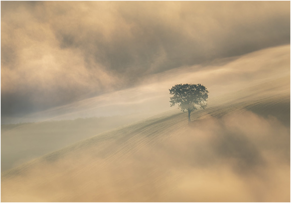 Lone Tree in the Morning Mist