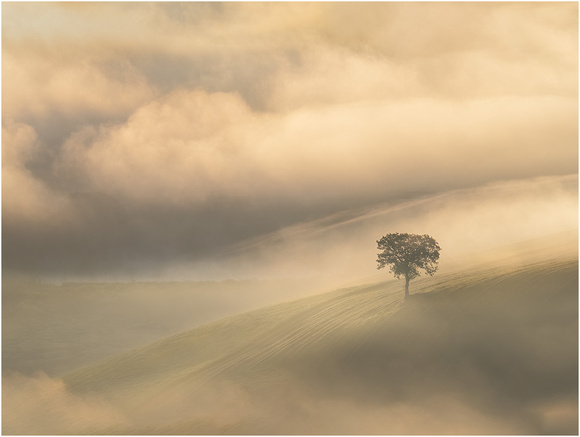 Lone Tree in the Fog