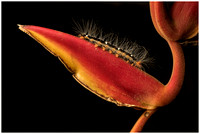 Caterpillar on Heliconia
