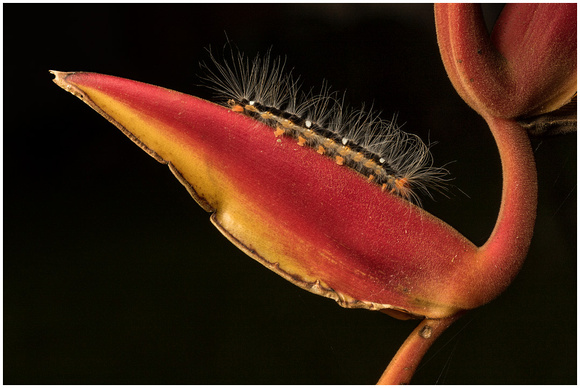 Caterpillar on Heliconia