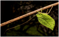 Leaf Katydid