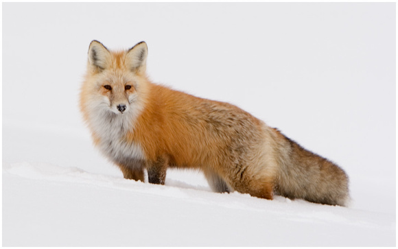 Yellowstone Red Fox