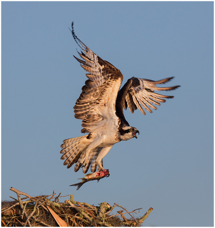 Osprey leaving the nest